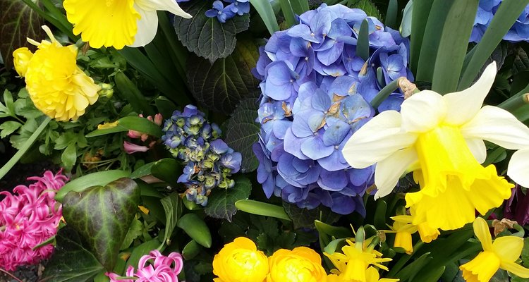 Spring flowers can cause allergic conditions due to Increased pollen count levels in the air