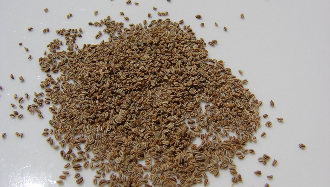 7 Health Benefits of Celery seed
