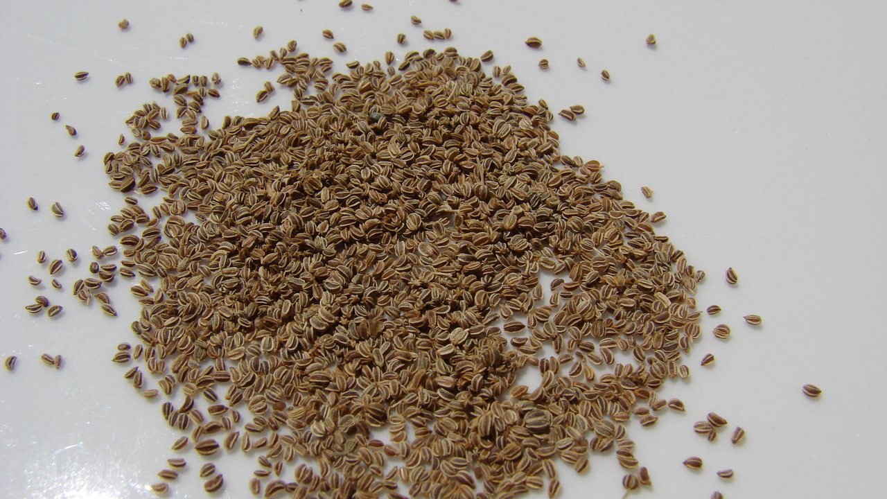 7 Health Benefits of Celery seed