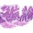Intermediate magnification micrograph of small intestine showing abetalipoproteinemia. Duodenal biopsy. H&E stain.