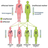 BRCA mutations are inherited in a genetically dominant fashion, from either parent.