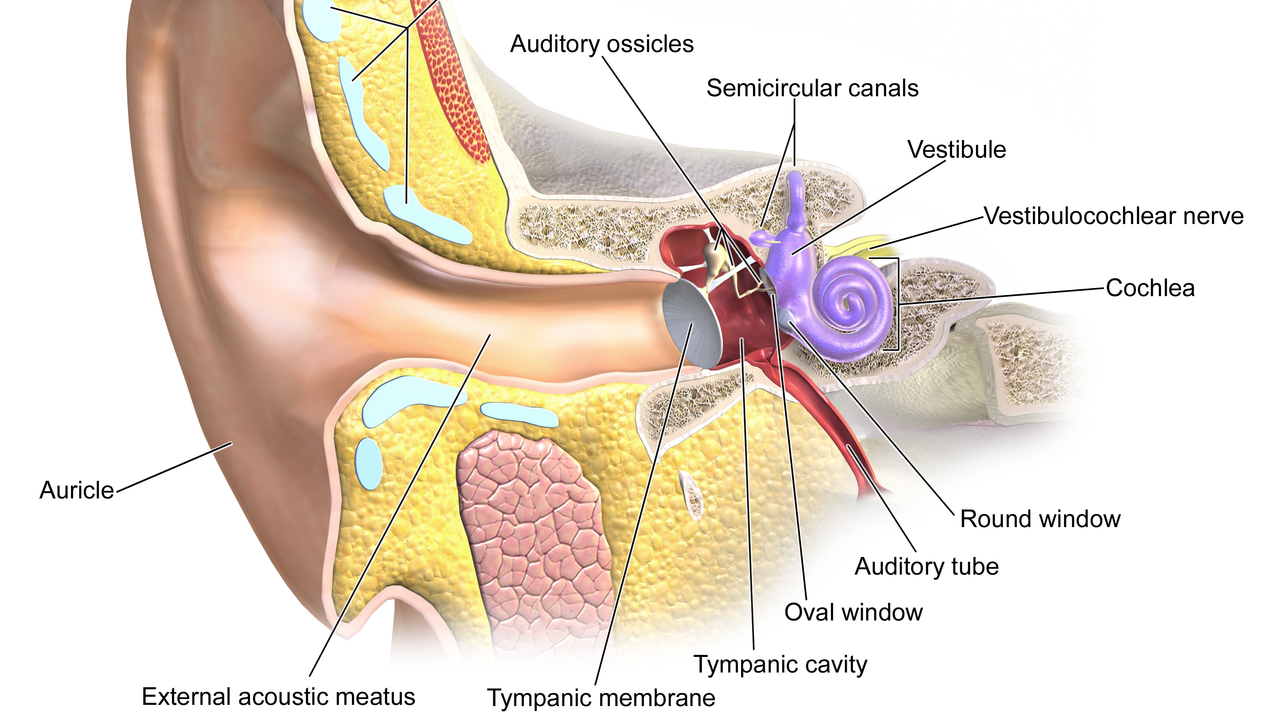 Toxic Secretions From Intracranial Tumor Damage The Inner Ear