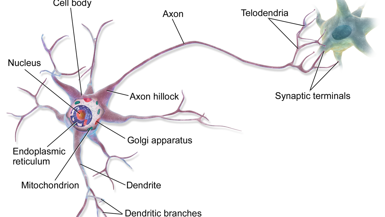 types of neurons in the brain