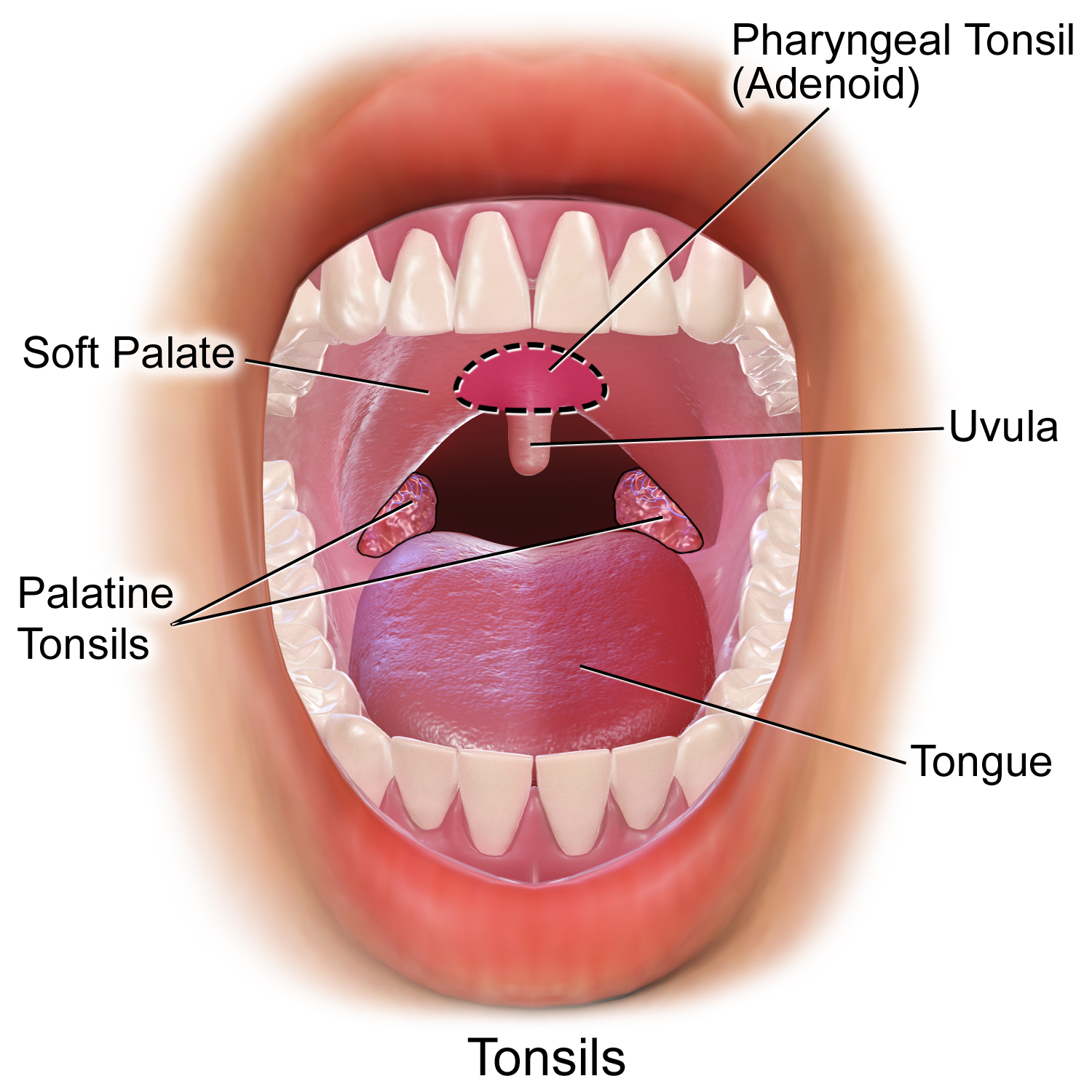 What Are The Three Tonsils