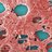 Under a moderately-high magnification of 5000X, this colorized scanning electron micrograph (SEM) depicted a large grouping of Gram-negative Legionella pneumophila bacteria.