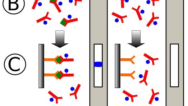 human-chorionic-gonadotropin-test