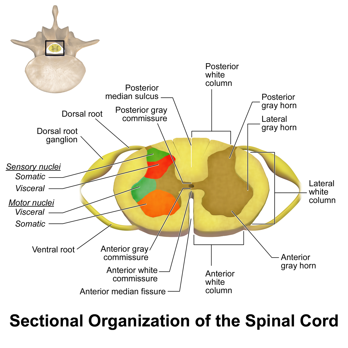 Using Donor Stem Cells To Treat Spinal Cord Injury