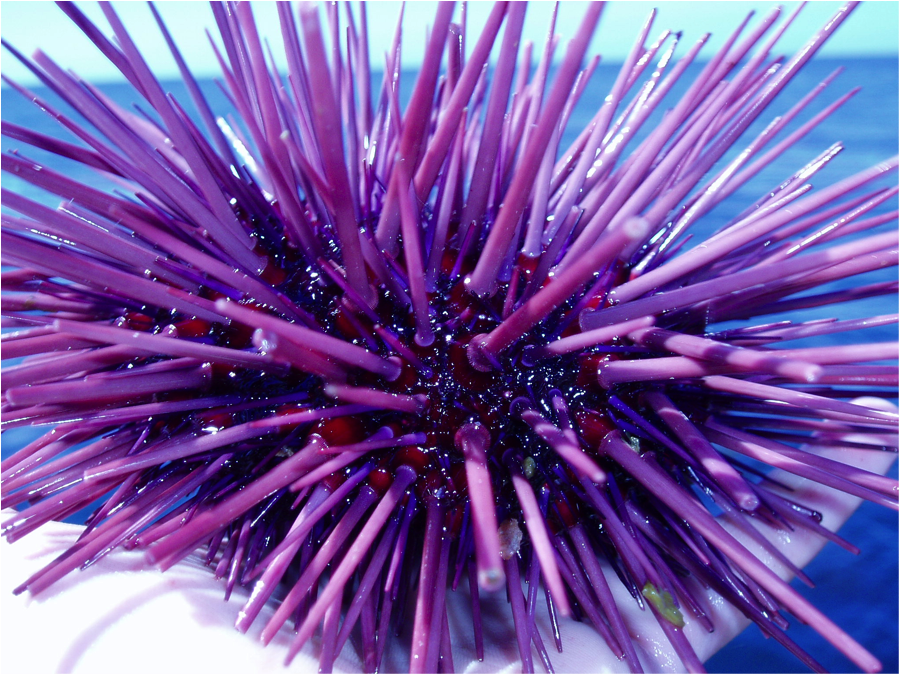 first-aid-for-sea-urchin-sting