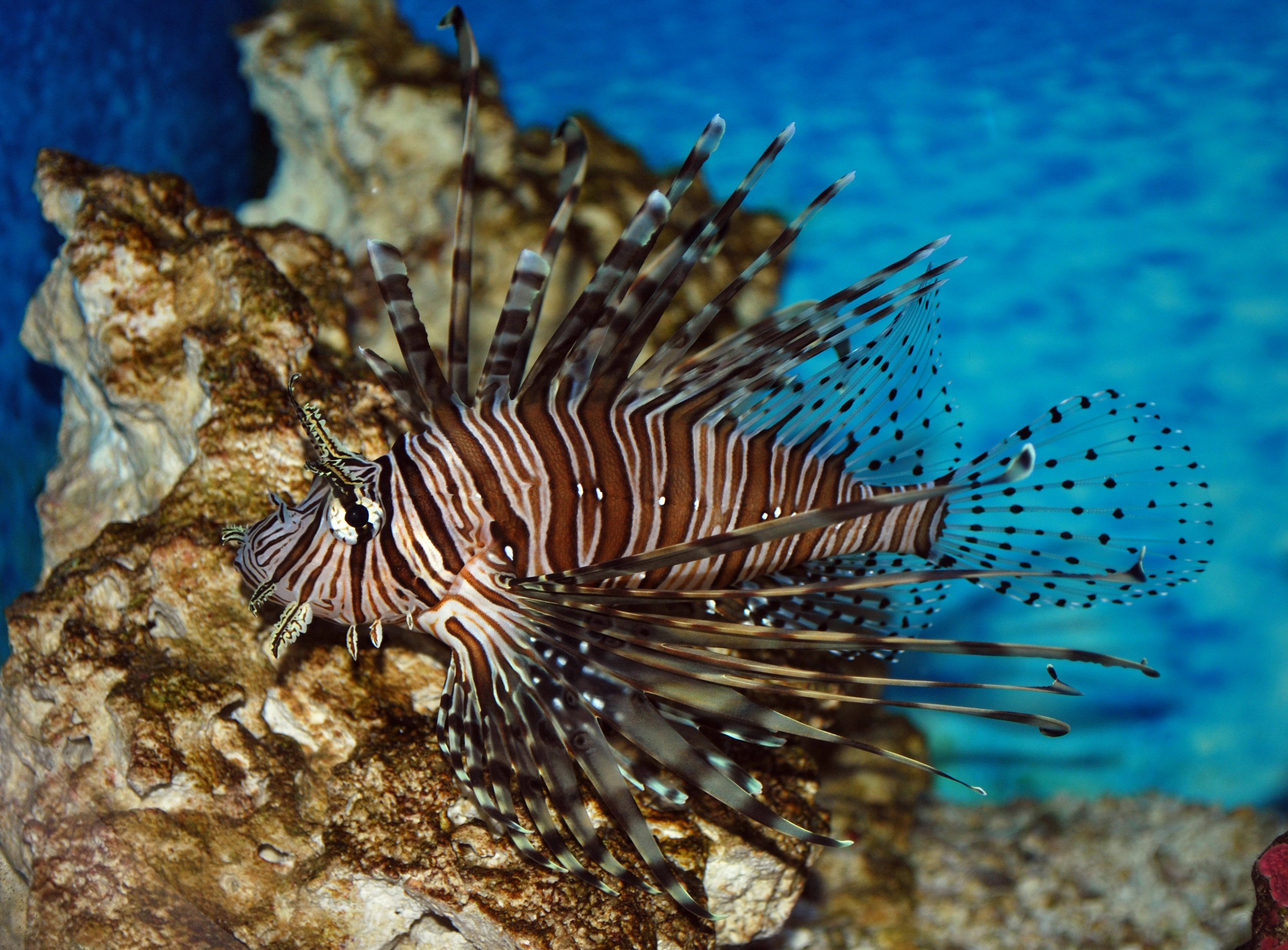 lionfish-sting