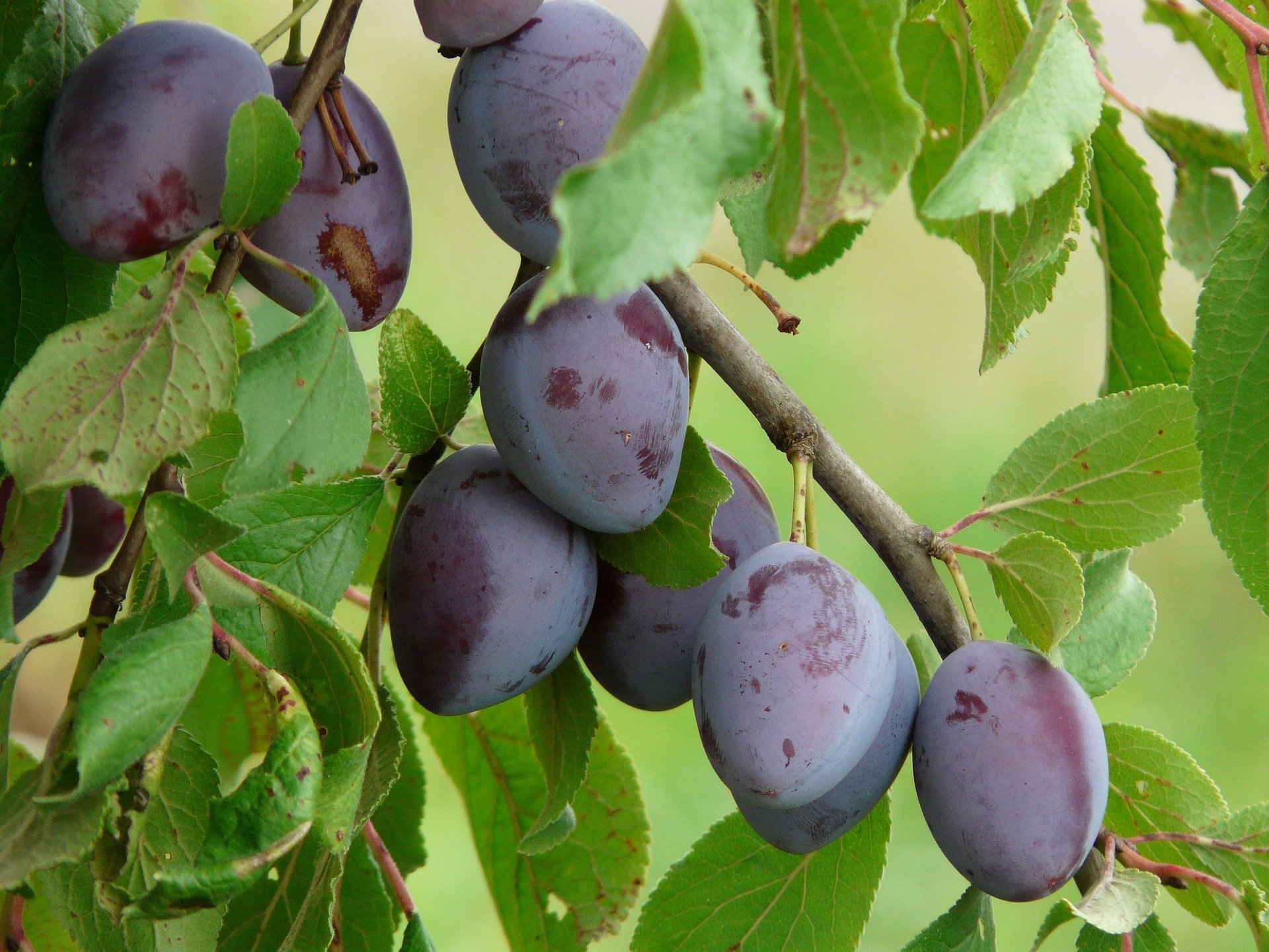 Plum Fruit In Urdu