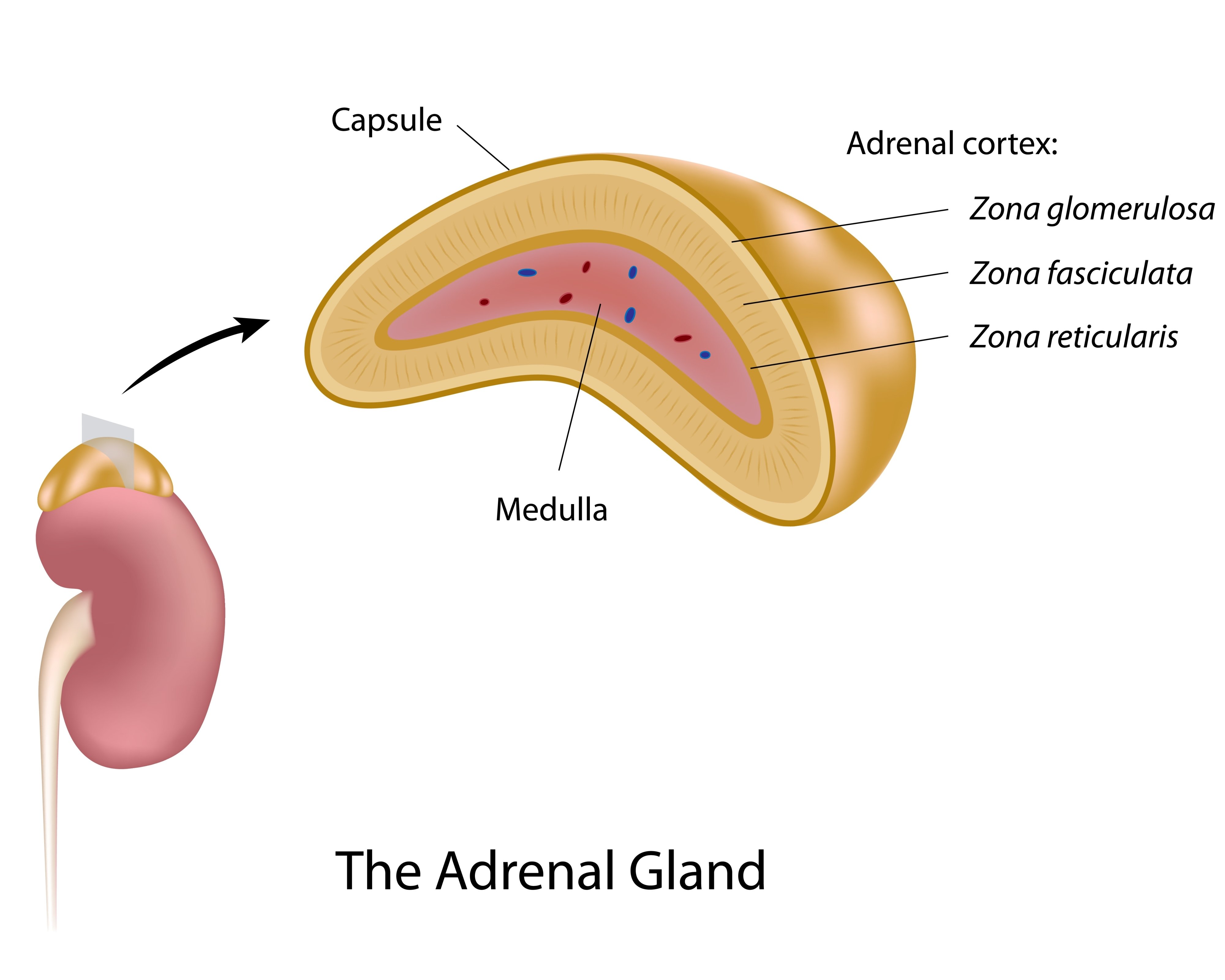 adrenal cortex definition