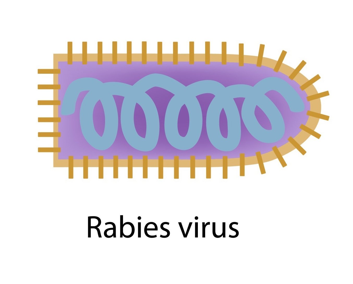 Rabies