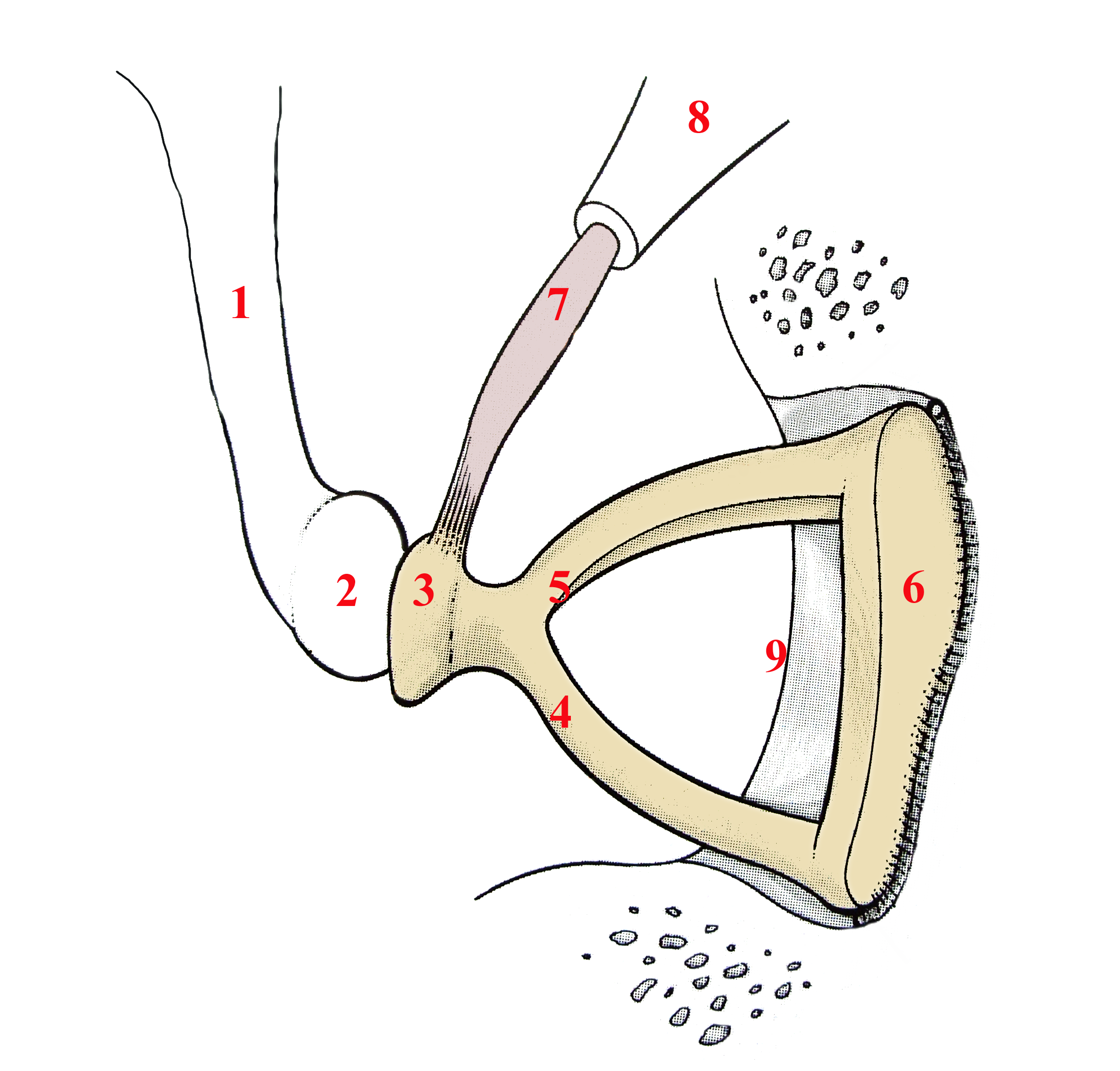 Stapedectomy