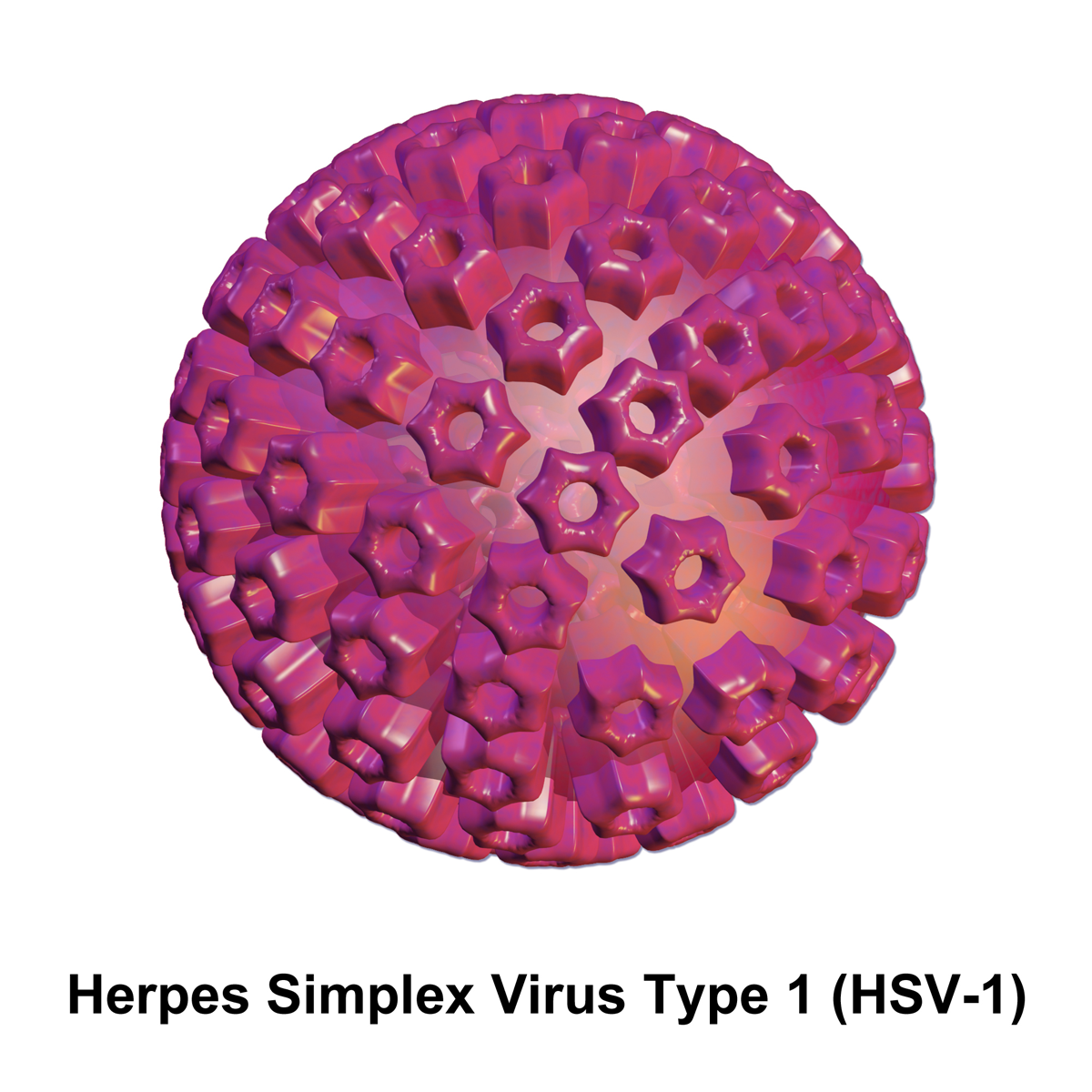 Herpes simplex 1 и 2. Вирус герпеса герпесвирус.