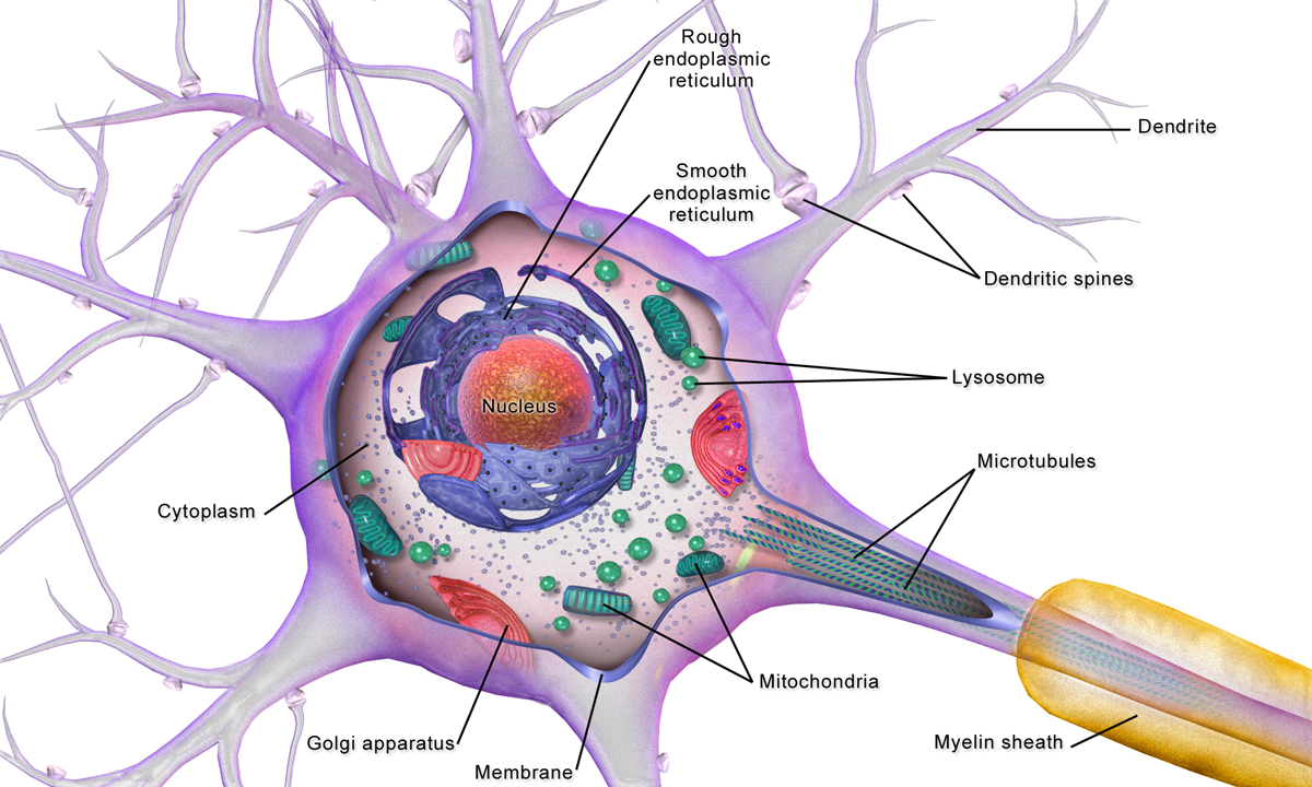 Robotic System Monitors Specific Neurons