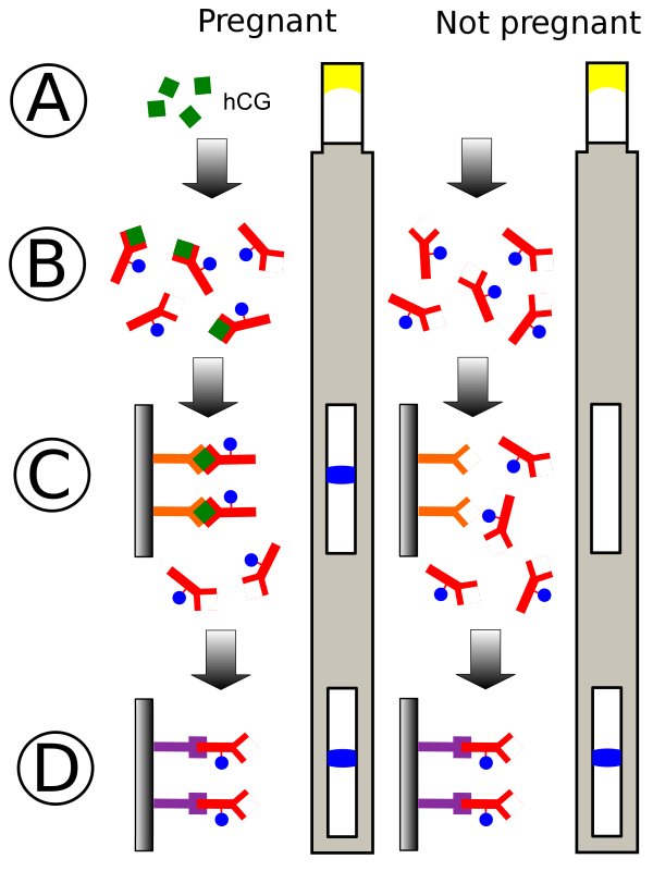 human-chorionic-gonadotropin-test