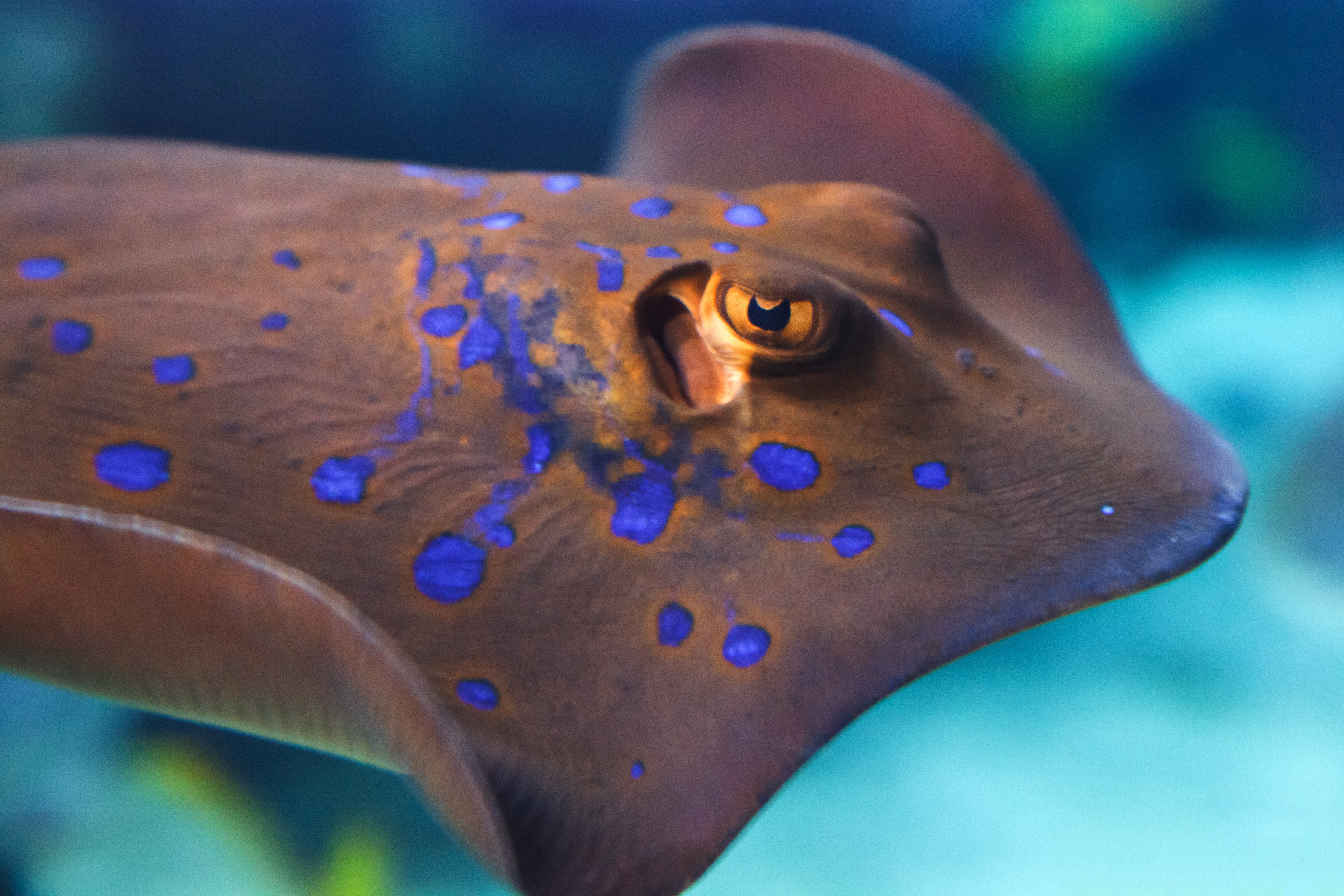 Stingray Sting