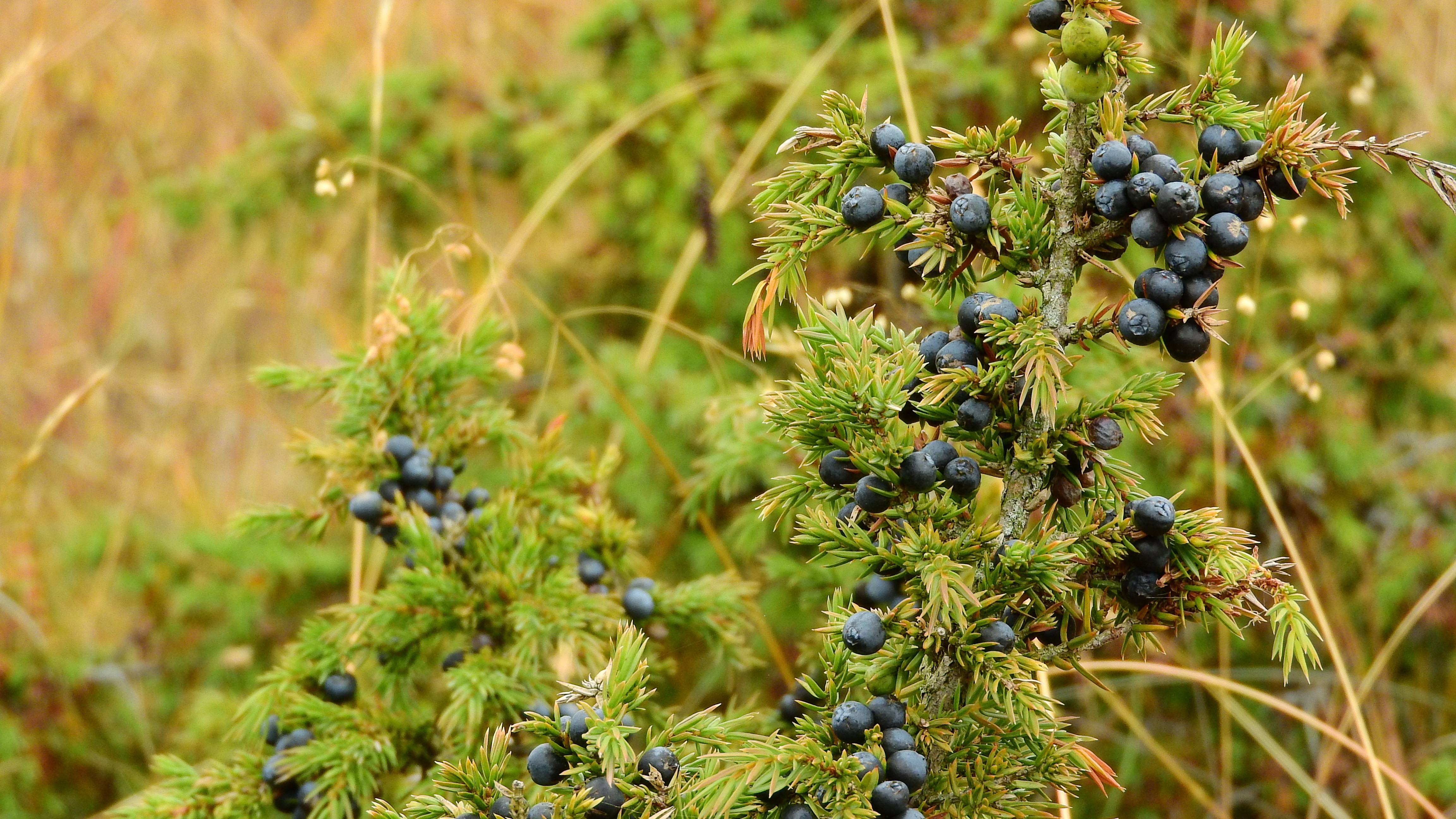 what-are-the-health-benefits-of-juniper-berries