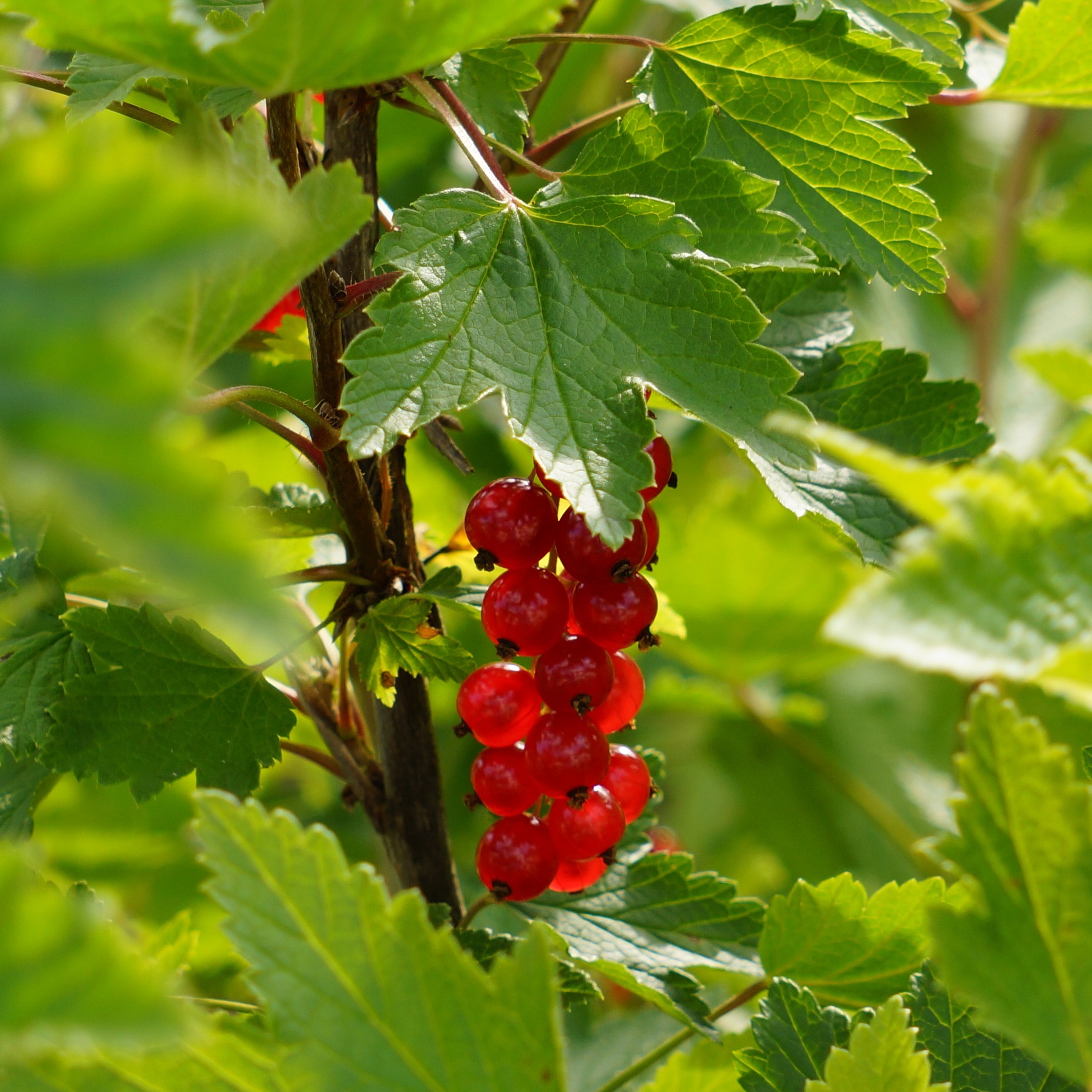 redcurrant cushions